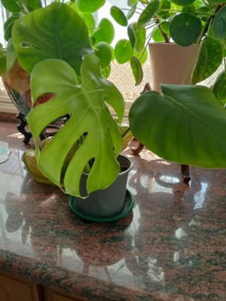Costilla de Adán - Planta Monstera Deliciosa