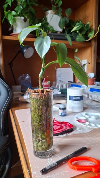 Philodendron hastatum silver sword (esqueje)