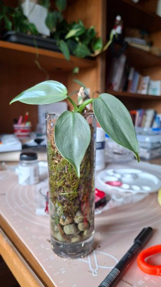Philodendron Silver Sword (esqueje)