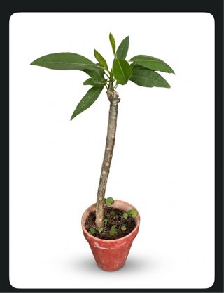 Planta Plumeria 1 metro
