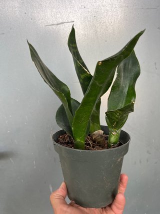 Planta Sansevieria Lengua de Suegra