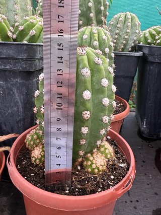 Cactus en maceta con medidor