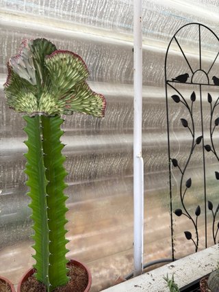 Cactus Euphorbia cristata
