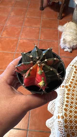 Cactus Gymnocalycium variegado