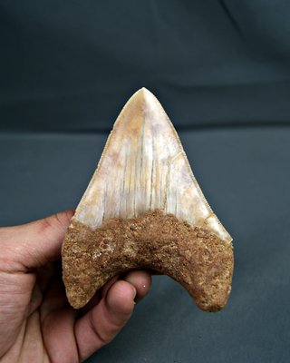 Diente Fósil Megalodon