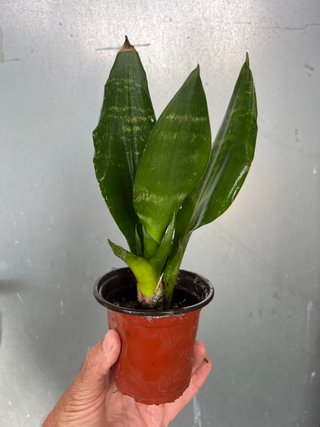 Planta Sansevieria Lengua de Suegra