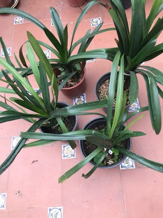 Macetas naturales medianas