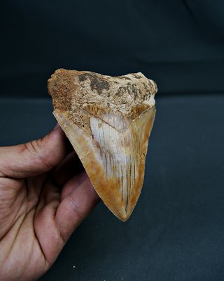 Diente Fósil Megalodon