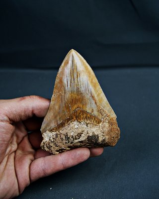 Diente Fósil Megalodon