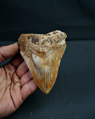 Diente Fósil Megalodon