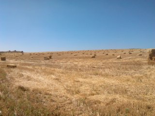 Alpacas de paja de avena pequeñas