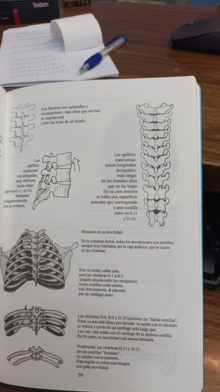 ANATOMIA PARA EL MOVIMIENTO TOMO 1