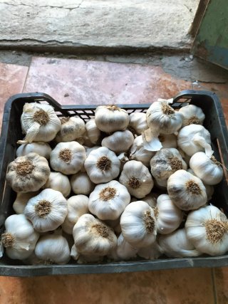 Ajos frescos para cocinar