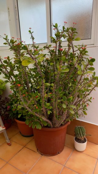 Planta de interior con flores rojas