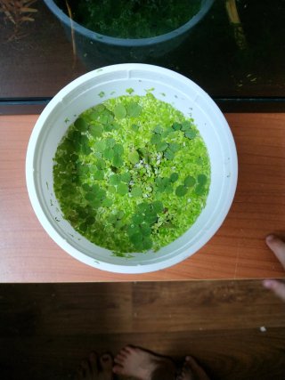 Plantas flotantes acuario