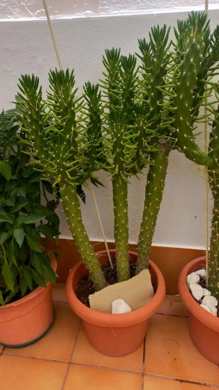 Cactus Eve's Needle en maceta