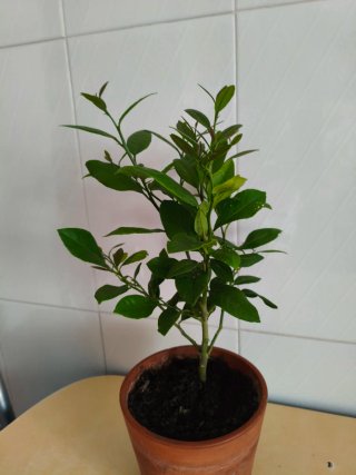 Limonero Eureka 4 estaciones