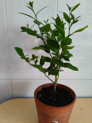 Limonero Eureka 4 estaciones