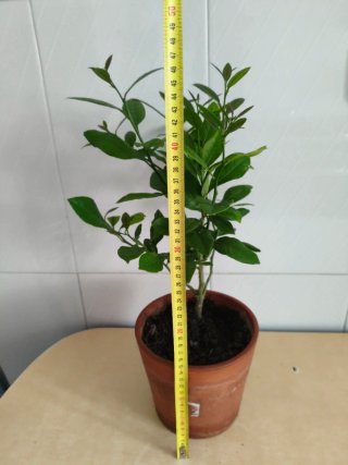 Limonero Eureka 4 estaciones