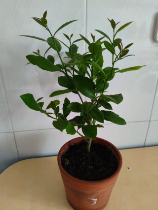Limonero Eureka 4 estaciones