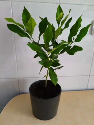 Limonero Eureka 4 estaciones