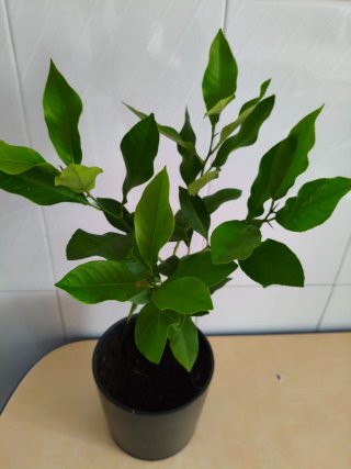 Limonero Eureka 4 estaciones