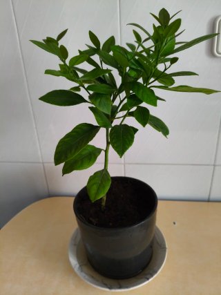 Limonero Eureka 4 estaciones