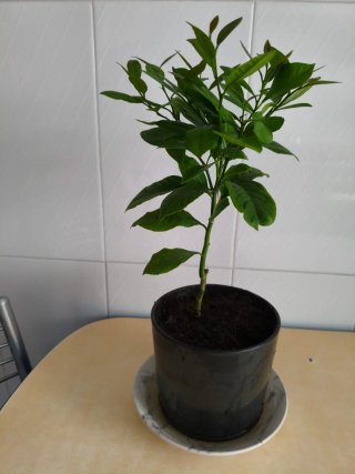 Limonero Eureka 4 estaciones