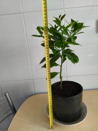 Limonero Eureka 4 estaciones