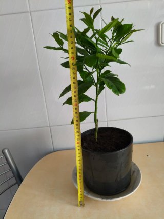 Limonero Eureka 4 estaciones
