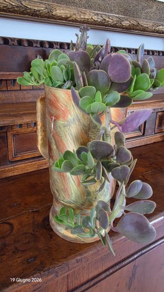 Senecio Jacobsenii Piangente, pianta grassa