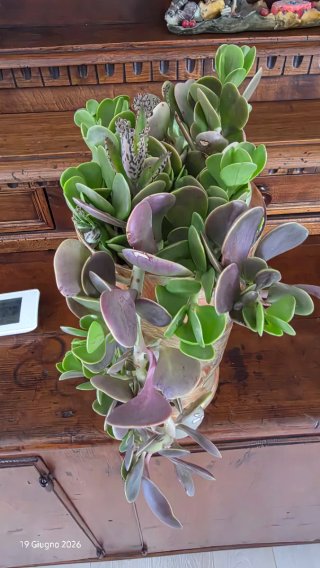 Senecio Jacobsenii Piangente, pianta grassa