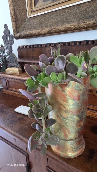 Senecio Jacobsenii Piangente, pianta grassa