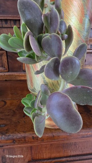 Senecio Jacobsenii Piangente, pianta grassa