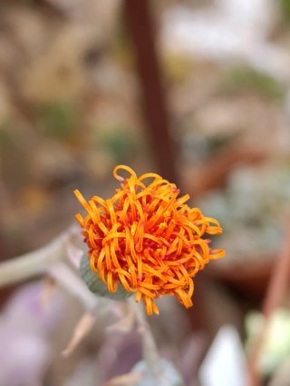Senecio Jacobsenii Piangente, pianta grassa