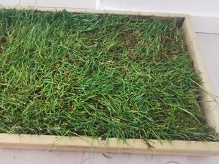 Cama Perros o Gatos Césped Natural Premium XL