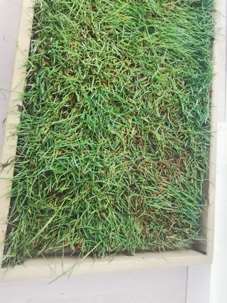 Cama Perros o Gatos Césped Natural Premium XL