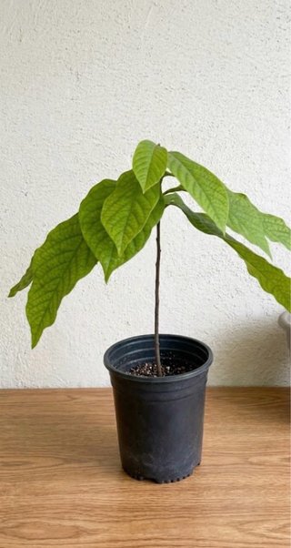 Planta de Paw Paw