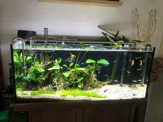 Acuario Eheim 180L