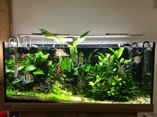 Acuario Eheim 180L