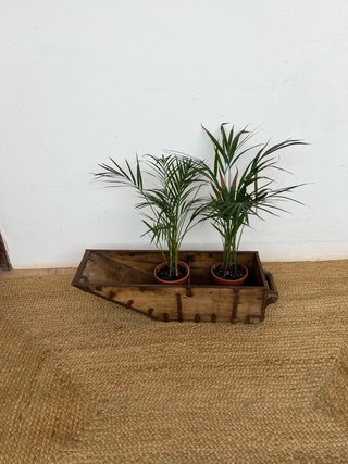 Celemin antiguo castellano plantasrevistasbotellas
