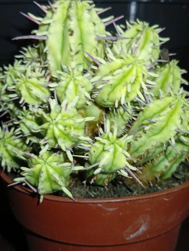 Euphorbia aggregata variegada
