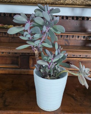 Senecio crassissimus, pianta grassa foglie azzurre