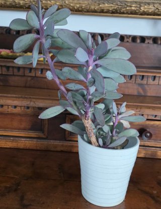 Senecio crassissimus, pianta grassa foglie azzurre