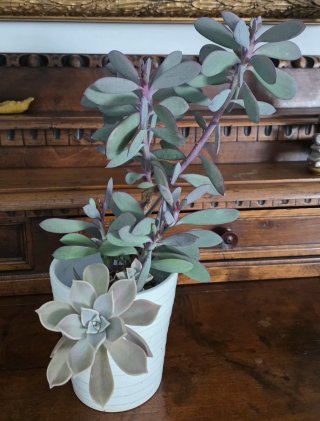 Senecio crassissimus, pianta grassa foglie azzurre