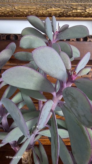 Senecio crassissimus, pianta grassa foglie azzurre