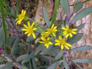 Senecio crassissimus, pianta grassa foglie azzurre