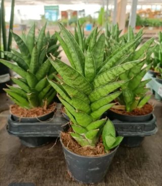 Set Merchuky
