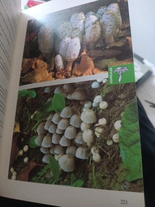 Setas de Andalucía. Manual de identificación (S...
