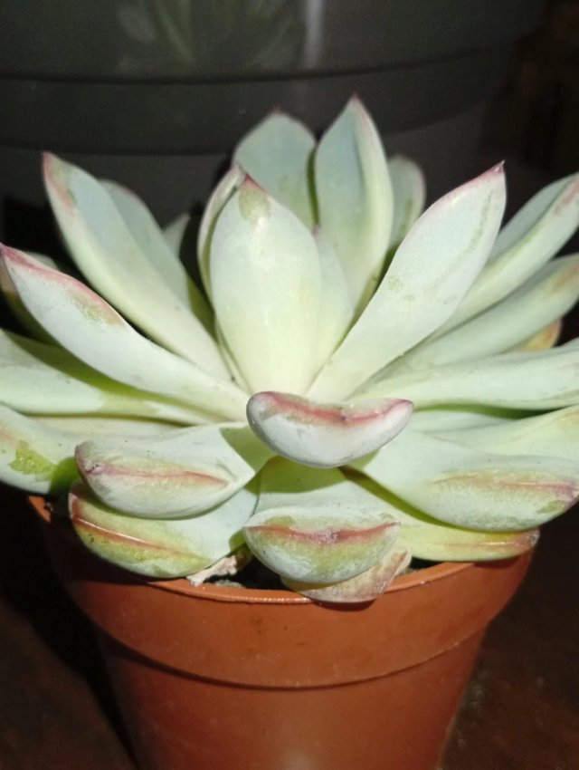 Echeveria Colorata